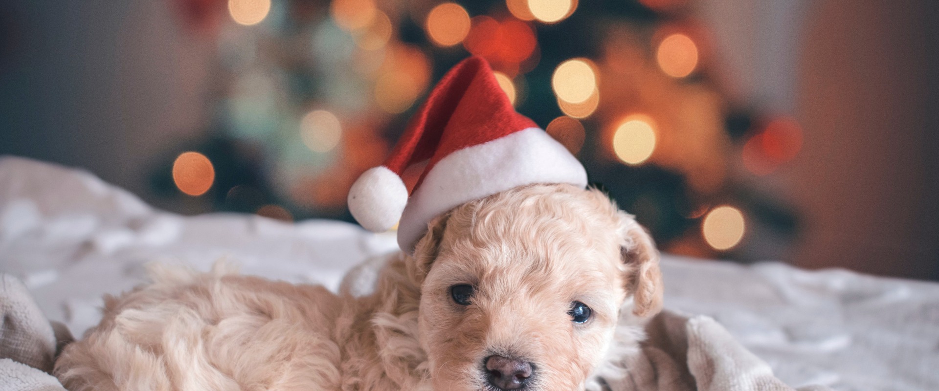 Best Christmas Gift dog grooming kit
